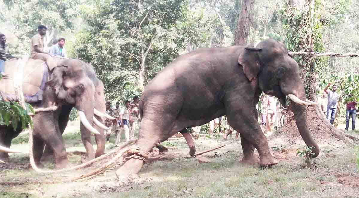 ಕೊಡಗು: ಒಂದೇ ವಾರಕ್ಕೆ ನಾಲ್ಕು ಪುಂಡಾನೆಗಳ ಸೆರೆ